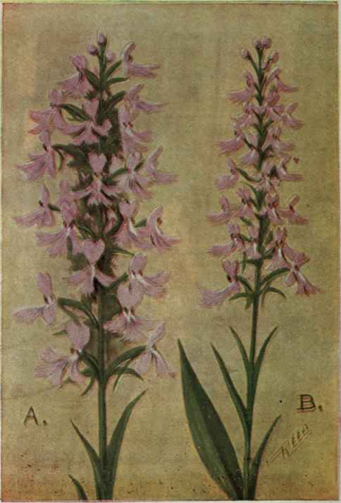 A. Purple Fringed Orchis.
