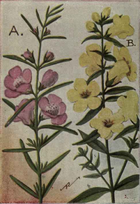 A. Purple Gerardia.