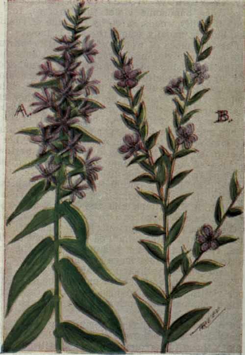 A. Purple Loosestrife.