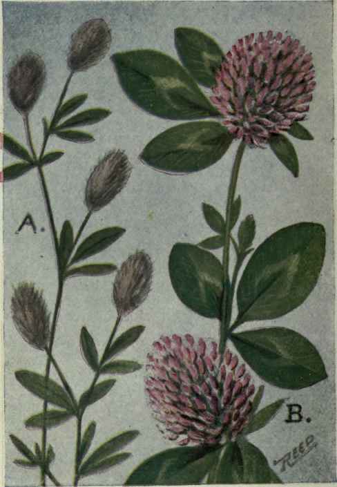 A. Rabbit foot Clover; Stone Clover.