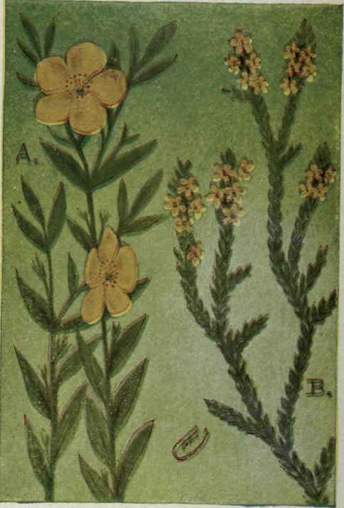 A. Rock Rose; Frost weed.