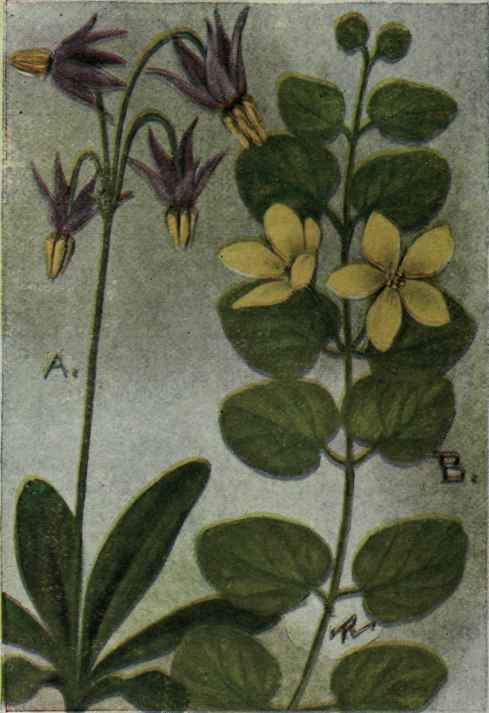 A. Shooting Star; Am. Cowslip.