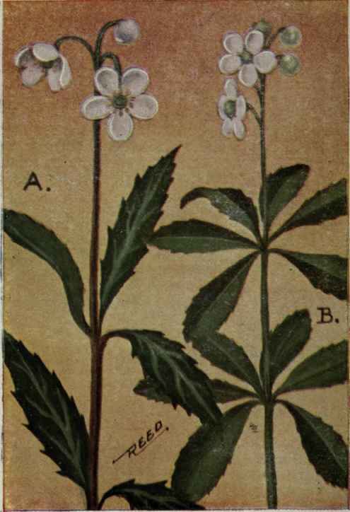 A. Spotted Wintergreen.