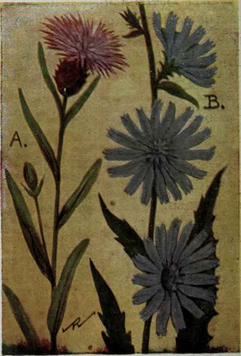 A. Star Thistle.