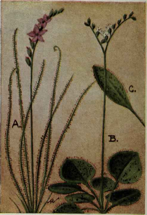 A. Thread leaved Sundew.