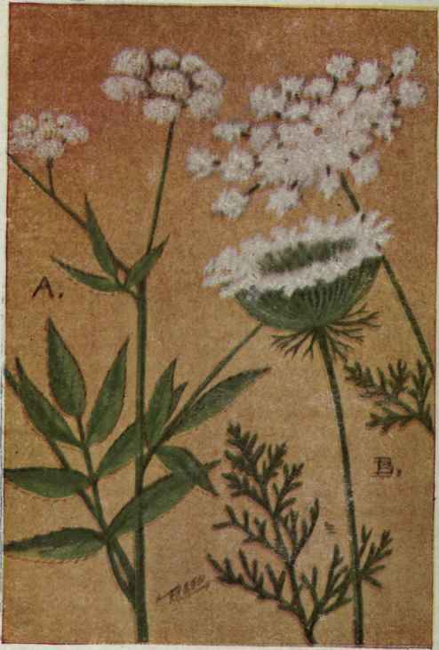 A. Water Parsnip.