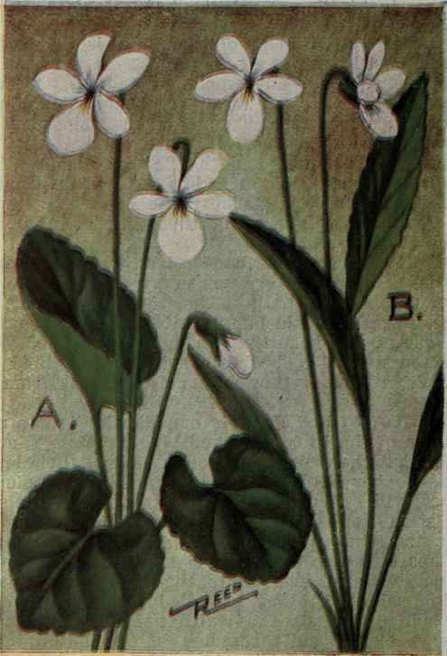 A. White Violet; Sweet Violet.