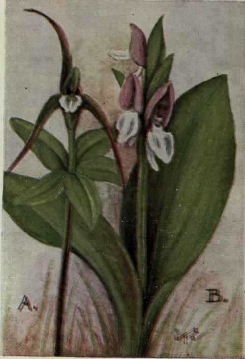 A. Whorled Pogonia.