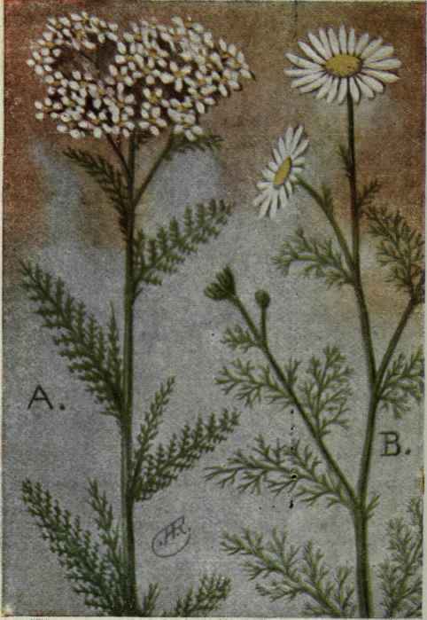 A. Yarrow.