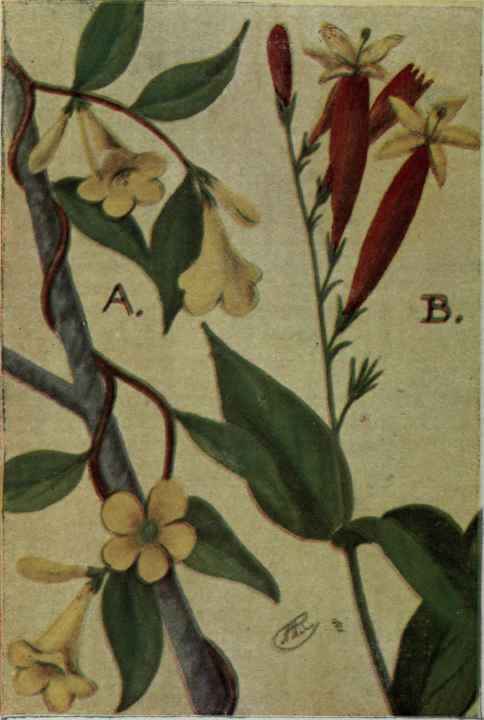 A. Yellow False Jessamine. Gelsemium sempervirens.