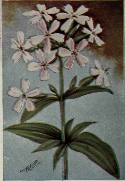 Bouncing Bet; Soapwort. Saponaria officinalis.