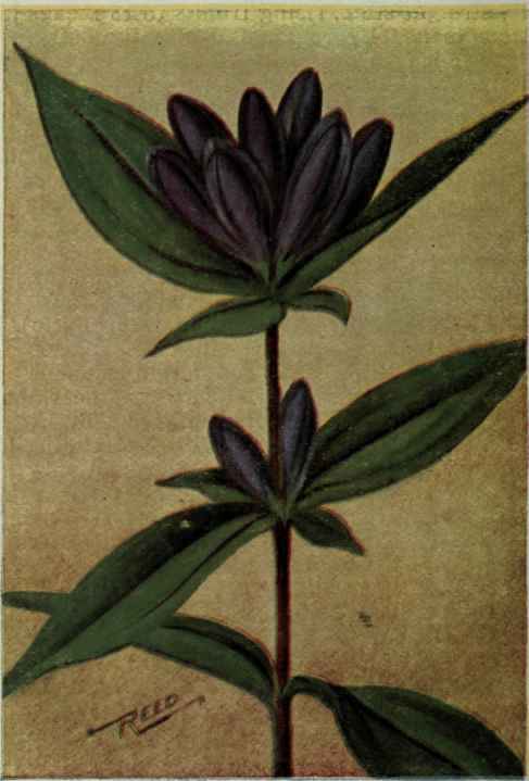 Closed Gentian; Bottle Gentian. Gentiana Andrewsii