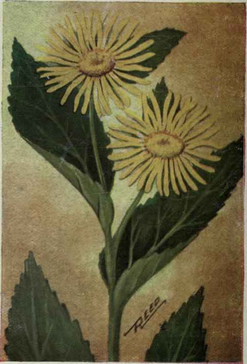 Elecampane. Inula helenium.