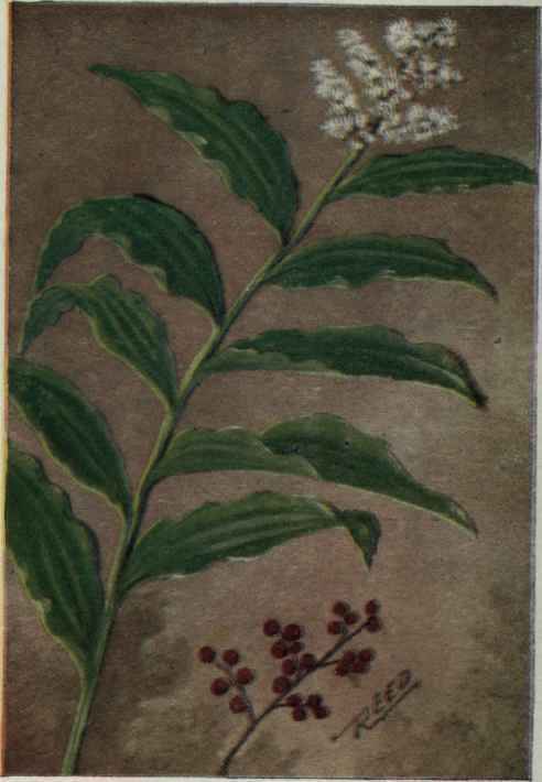 False Spikenard. Smilacina racemosa.