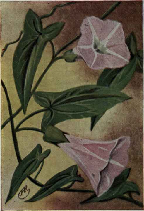 Hedge Bindweed; Morning Glory. Convolvulus sepium.