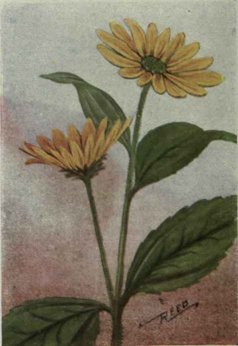 Jerusalem Artichoke. Helianthus tuberosus.