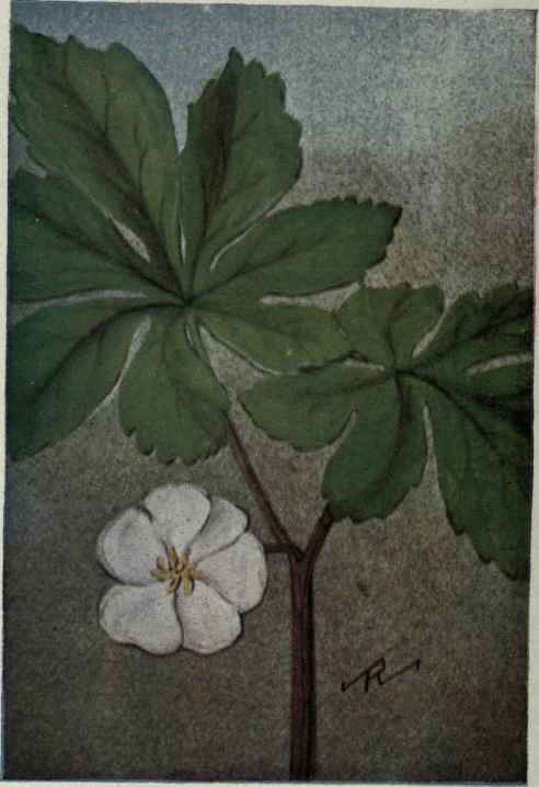 May Apple; Mandrake. Podophyllum peltatum.