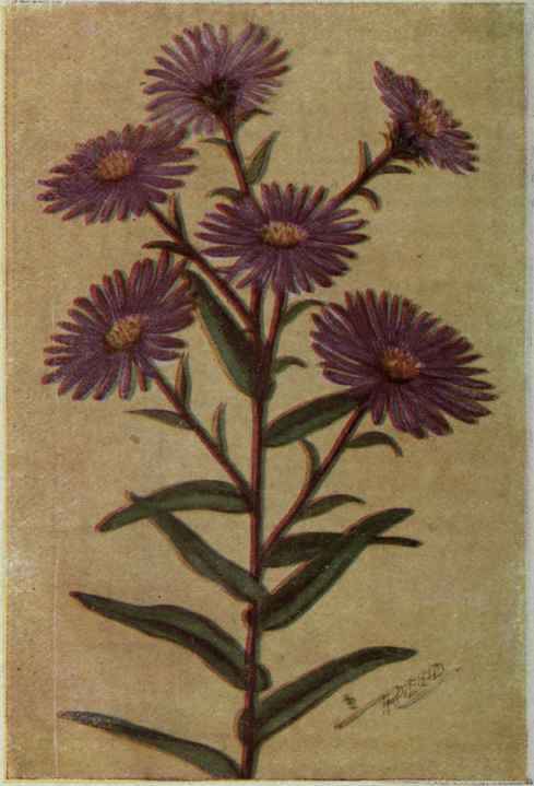 New England Aster, Aster novae angliae,,