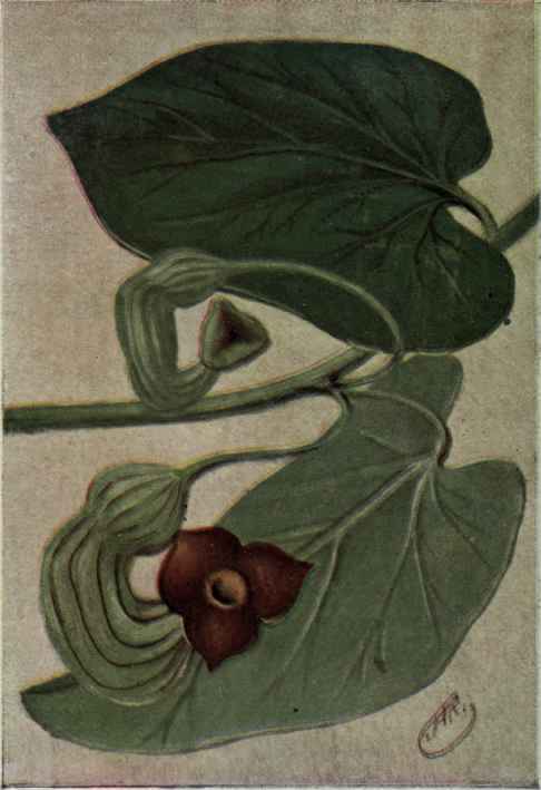Pipe Vine; Dutchman's Pipe, Aristolochia macrophylla.