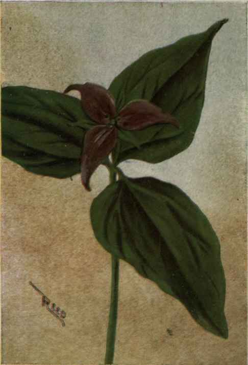 Purple Trillium; Wake Robin. Trillium erectum.
