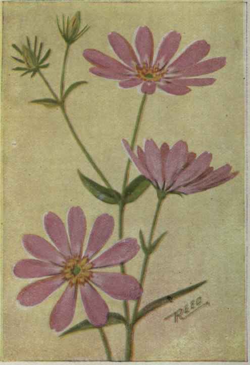 Sabbatia. Sabatia dodecandra.