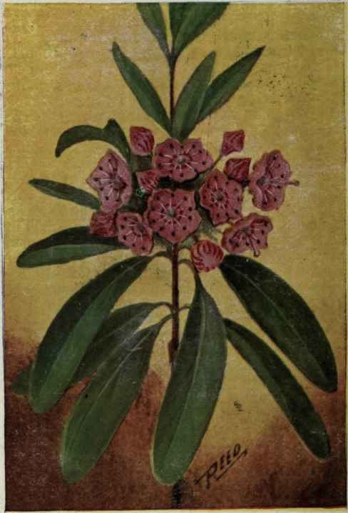 Sheep Laurel. Kalmia angustifolia.