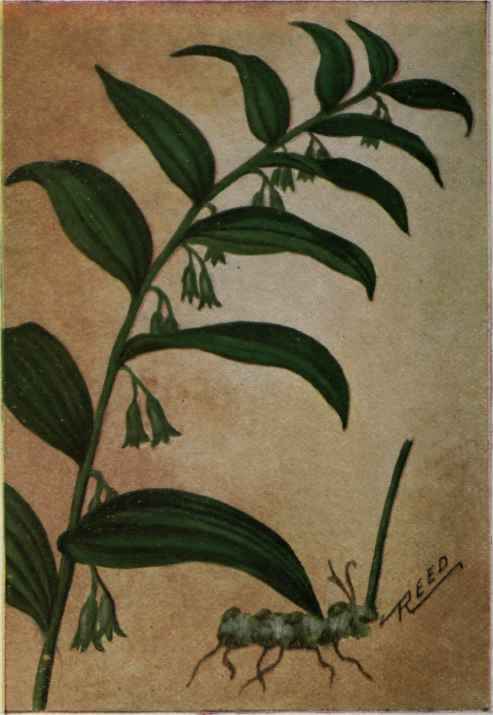 Solomon's Seal. Palygonatum biflorum.