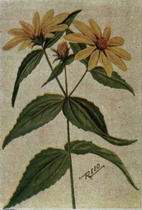 Ten petalled Sunflower. Helianthus decapetalus.