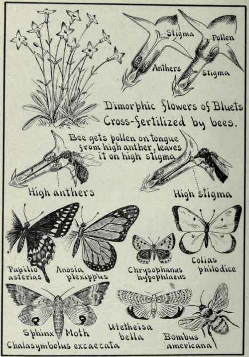 The seeds having been matured must be dispersed