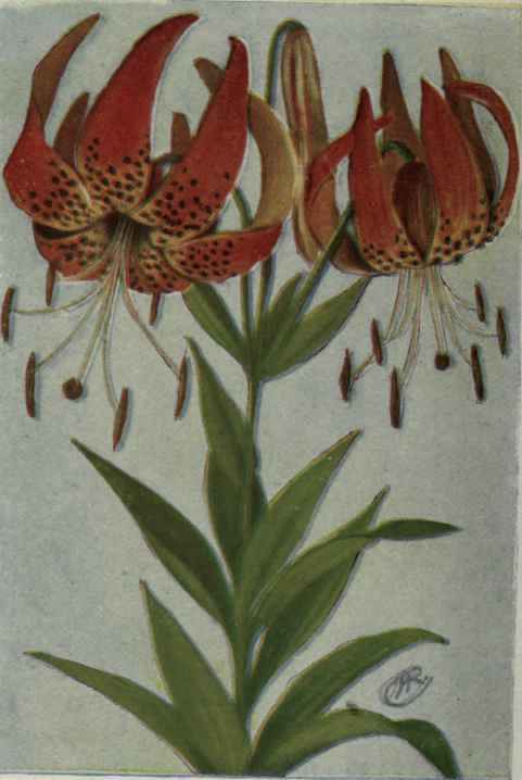 Turk's cap Lily. Lilium superbum.