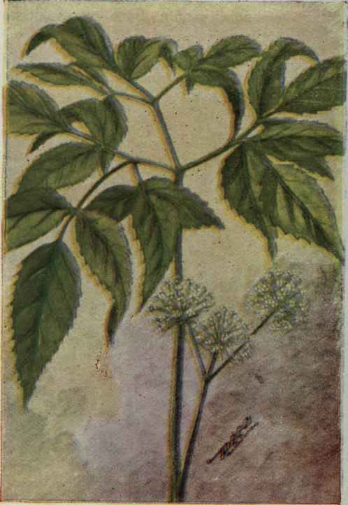 Wild Sarsaparilla. Aralia nudicaulis.