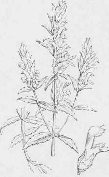 Bartsia odontites.