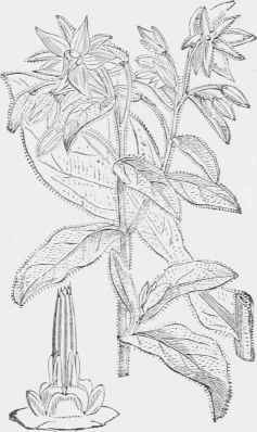 Borago officinalis.