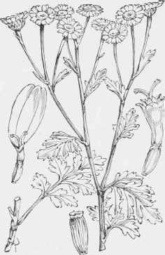 Chrysanthemum parihenium.