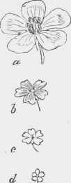 Corolla of a, Geraniun pratense; b, G. pyremiicum; c, G. molle; d, G. pu sillum.