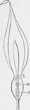 Diagrammatic section of Arum, h, hairs; a, anthers; st, stigmas.