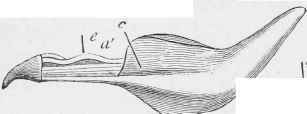 Ditto, after removal of the standard and wings
