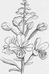 Epilobium angustifolium.