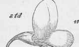 Flower of Lotus comicnlatus seen from the side and in front