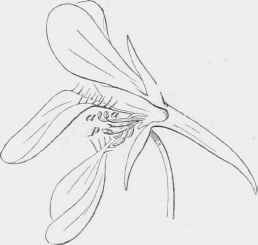 Flower of Tropaeolum major in the second stage