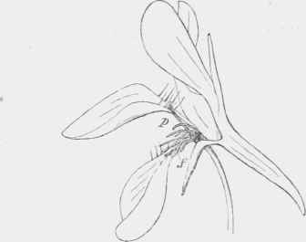 Flower of Tropaeolum major in the third stage