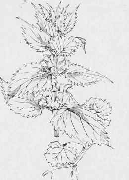 Lamium album.