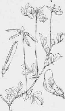 Lotus corniculatus