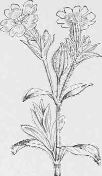 Lychnis Vespertina