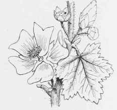 Malva sylvestris.