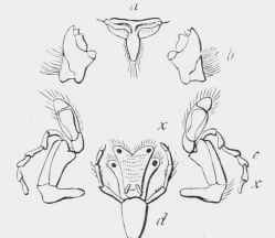 Mouth parts of a Wasp a, labrum or upper lip; b, mandibles; c, maxillae; d, labium or lower lip; x.x, palpi.