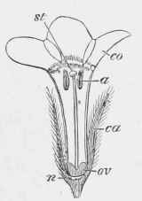 Myosotis versicolor (older flower).