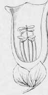 Scrophulariaceae 109