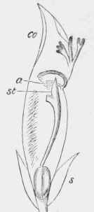 Section of ditto.