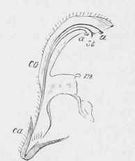 Section of ditto
